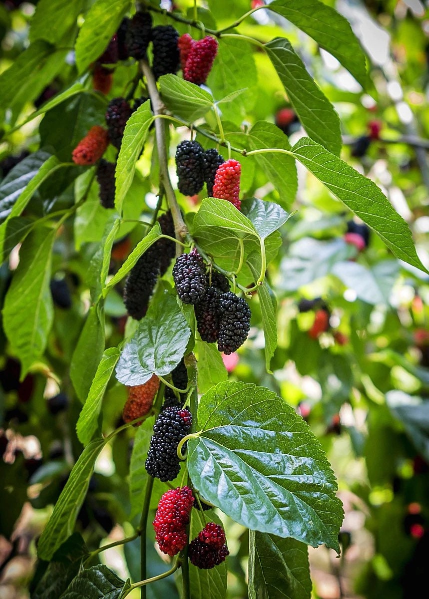 Dwarf everbearing Mulberry plants
