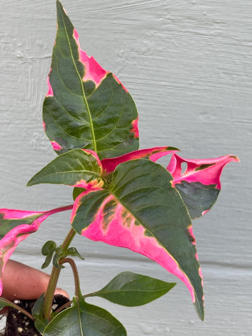 Alternanthera Party Time Plant – Pink Variegated Ornamental Houseplant