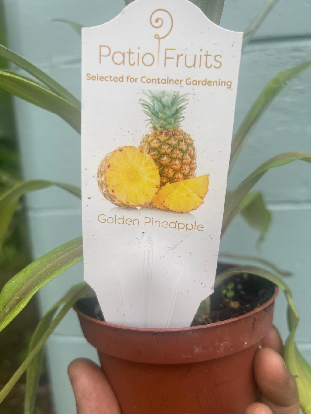 Golden Pineapple Plant – 4” Live Plant | Tropical Indoor Houseplant | Sweet Fruit Variety | Easy Grower