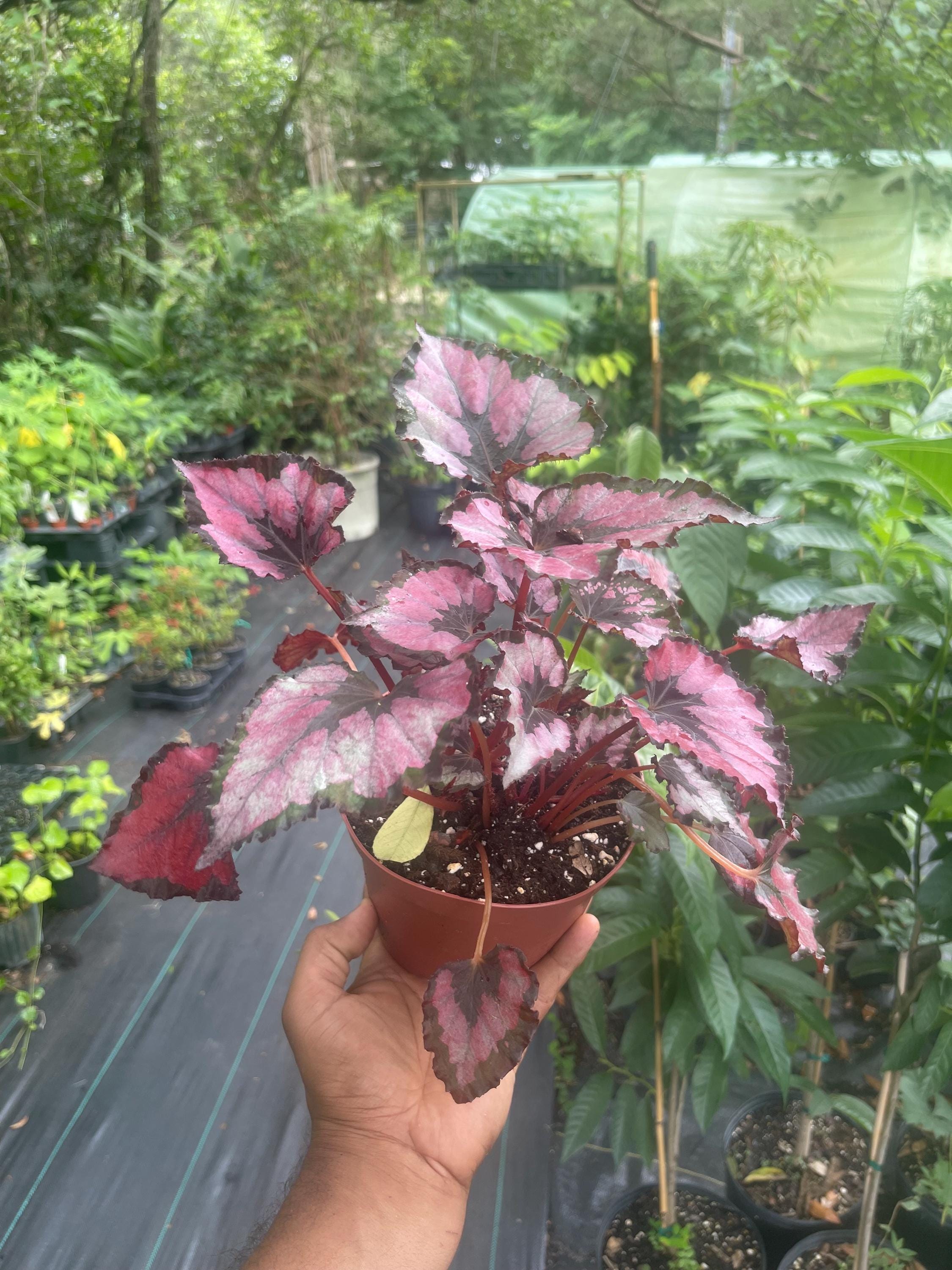 Begonia ‘Kotobuki’ – Live Plant in 4.5” Pot | Rare Collector Begonia | Tropical Houseplant