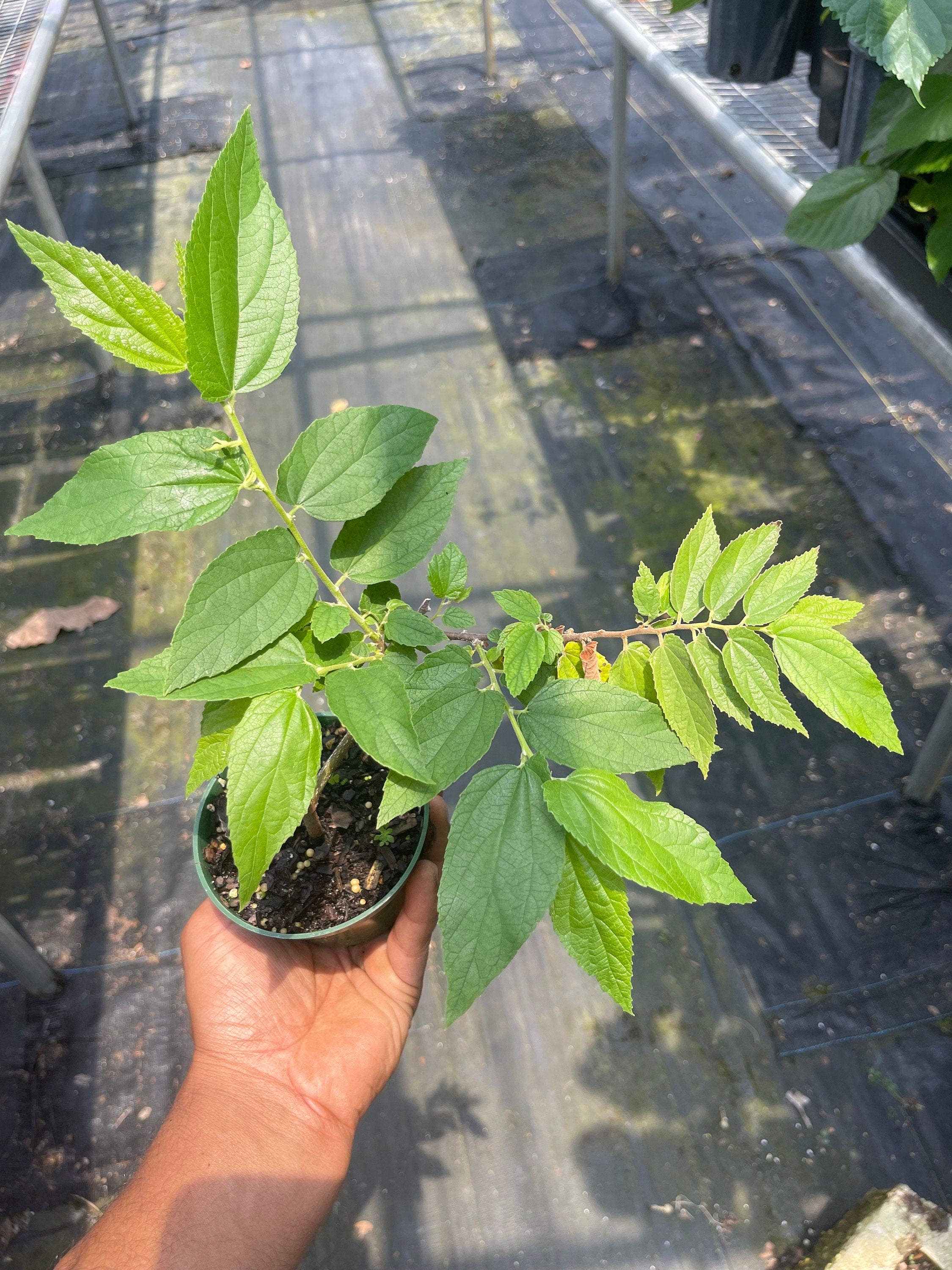 Strawberry Tree (Muntingia calabura) | Rare Edible Tropical Fruit Plant for Home Garden & Outdoor Delight