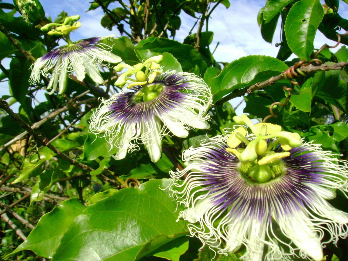 Yellow passionfruit (Passiflora edulis flavicarpa)