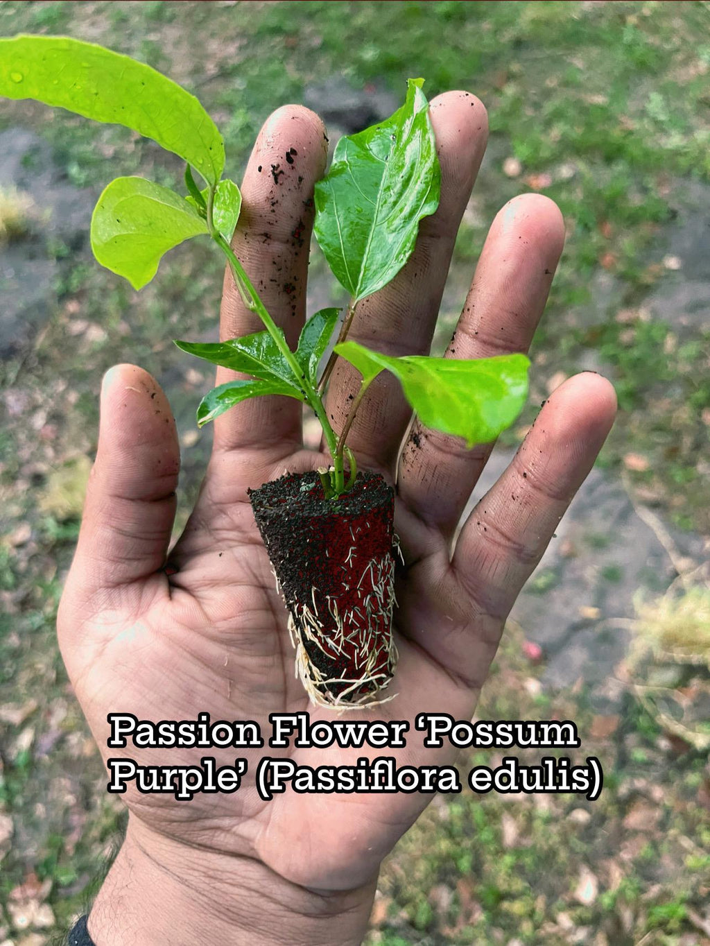 Purple Possum Passionfruit Plant | Exotic Edible Fruit Vine