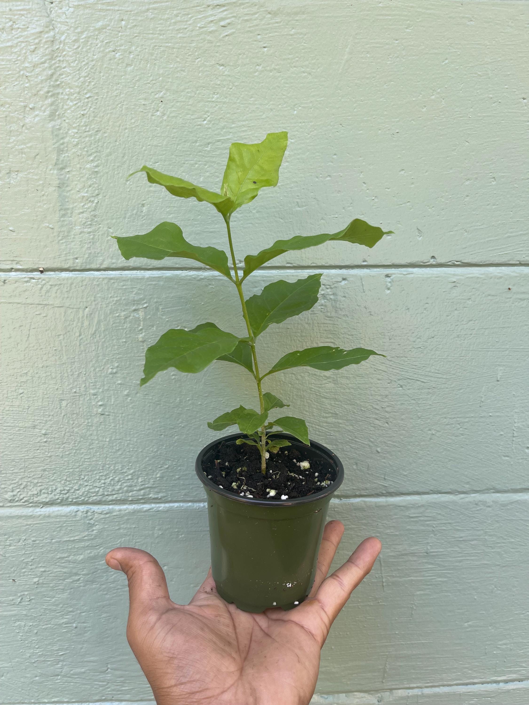 Rare Peanut Butter Fruit Tree: Well Rooted Starter Plant