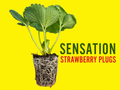 Sensation Strawberry Plugs - preorder