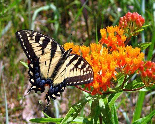 Butterfly Milkweed Plants (Asclepias Tuberosa) - Native Perennial for Pollinator Gardens, Bright Orange Flowers