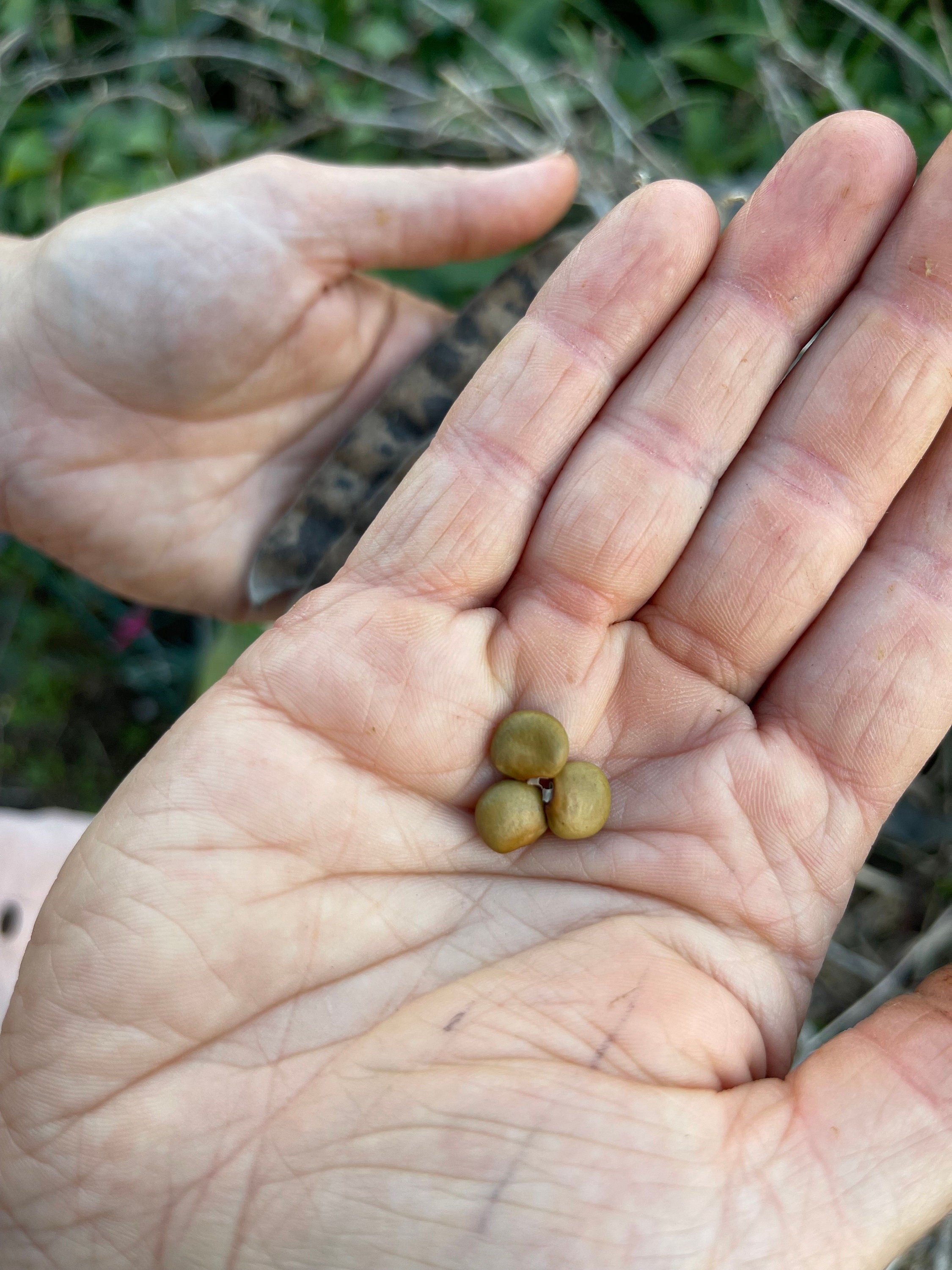 Jicama Seeds: Non-GMO, Open-Pollinated Pachyrhizus Erosus