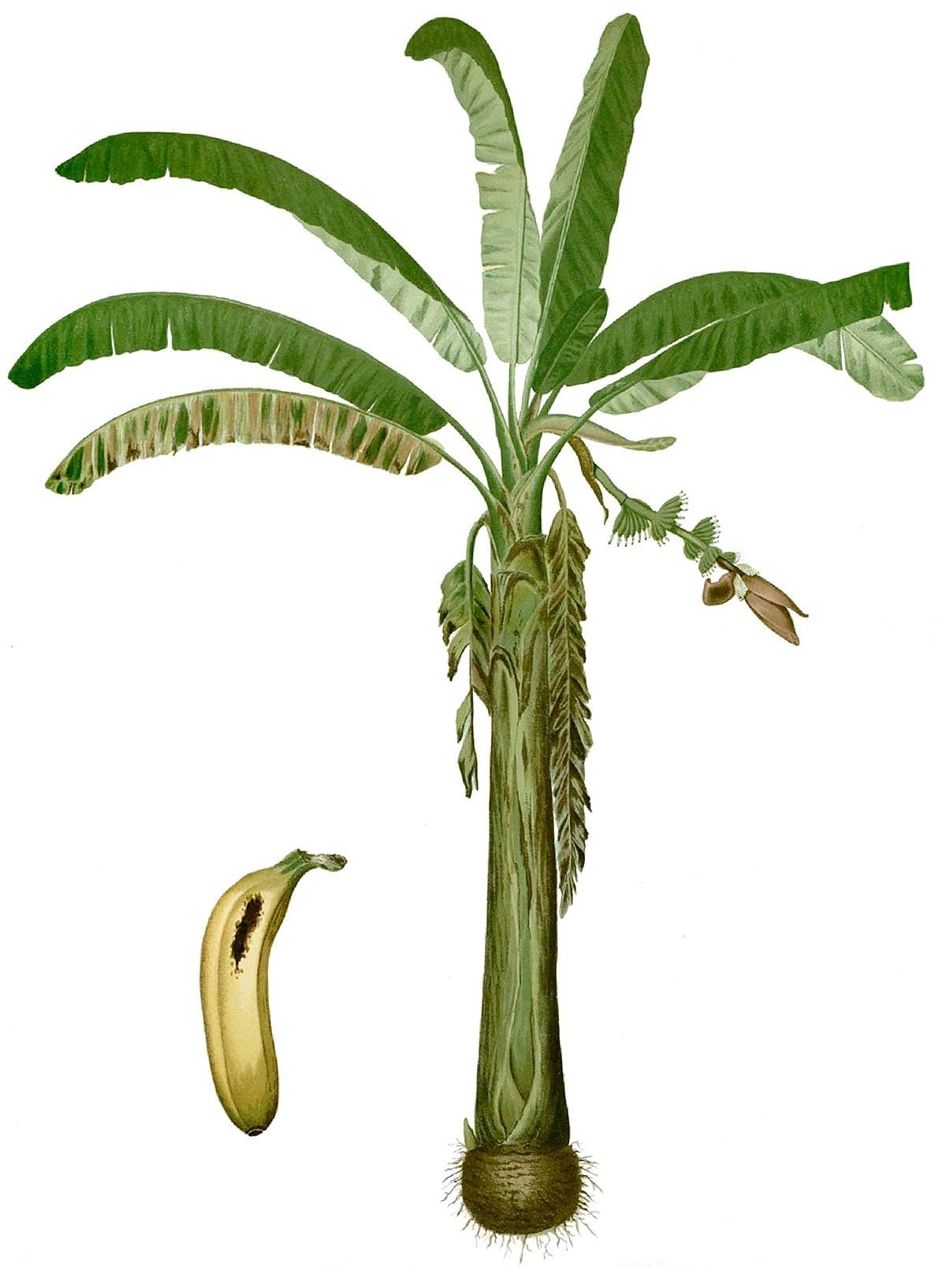 Banana Lacatan Plant | Rare Musa Hybrid, Tropical Fruit Tree Seedling