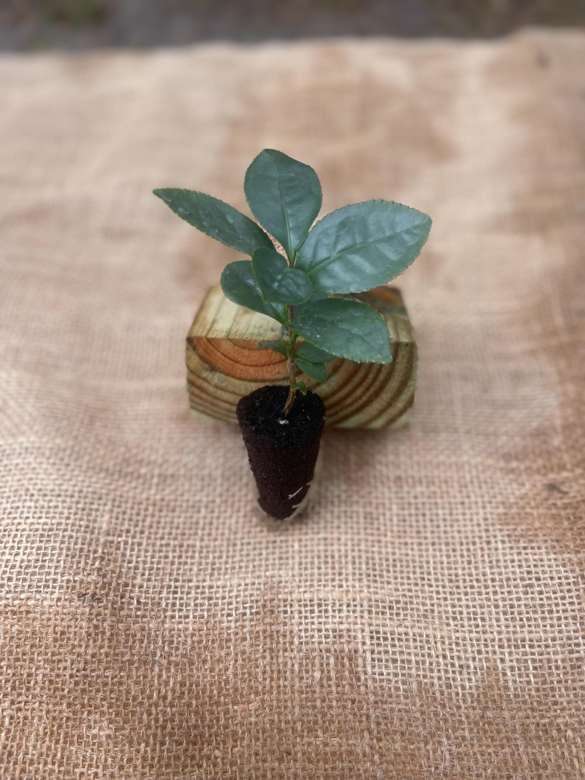 Camellia Sinensis Tea Plant: Live Herbal Tea Garden Gift