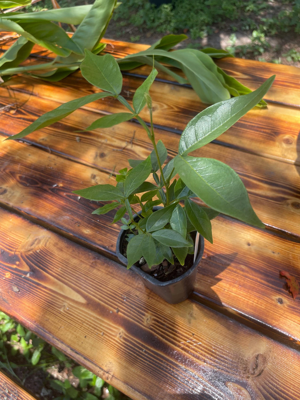 Ice Cream Bean Tree – Fast Growing Tropical Fruit Plant, Vanilla Pods
