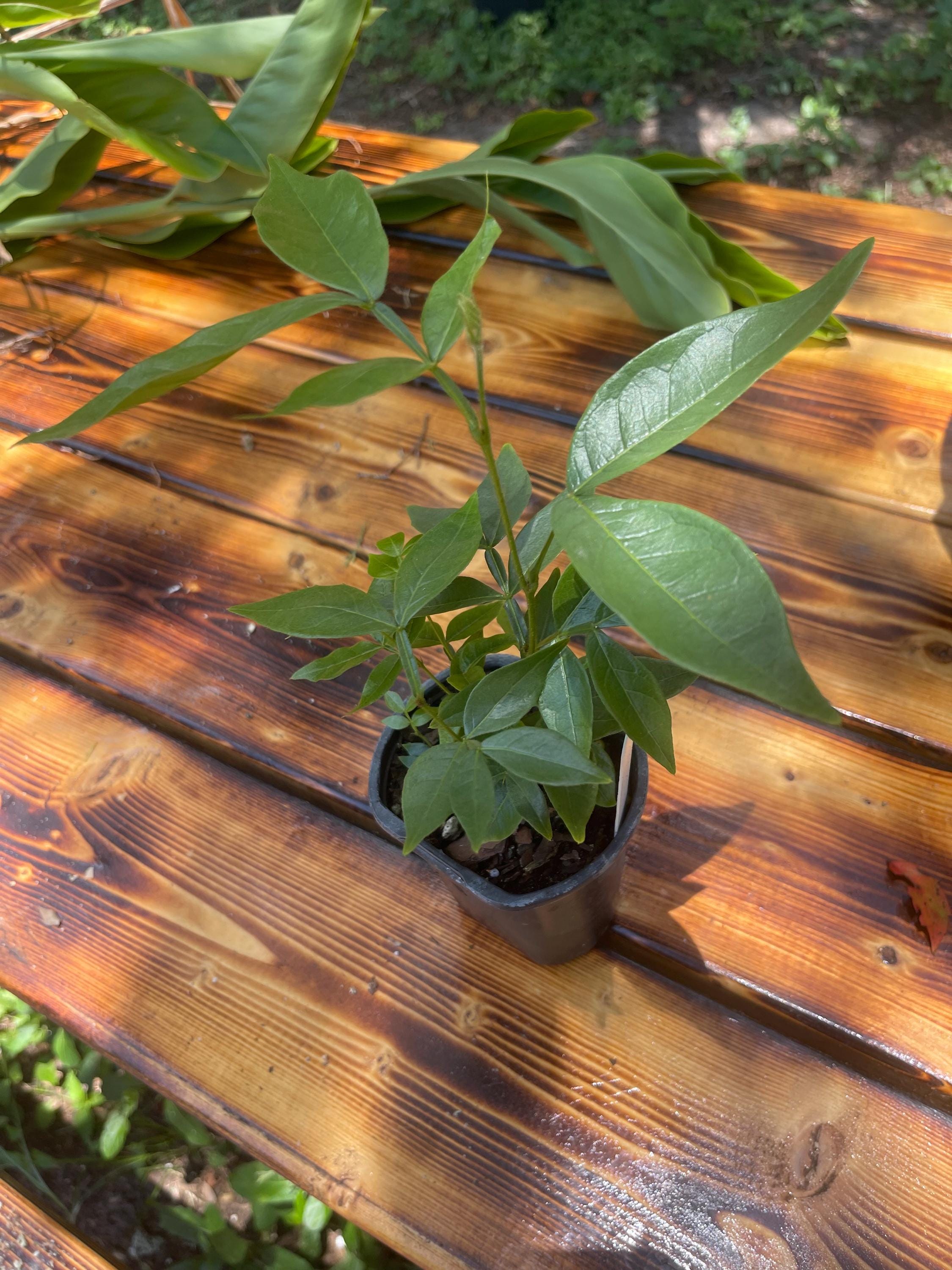 Ice Cream Bean Tree – Fast Growing Tropical Fruit Plant, Vanilla Pods