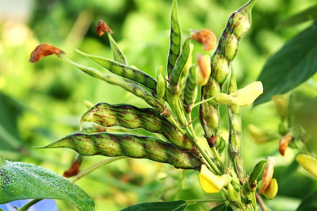 Pigeon peas live plant