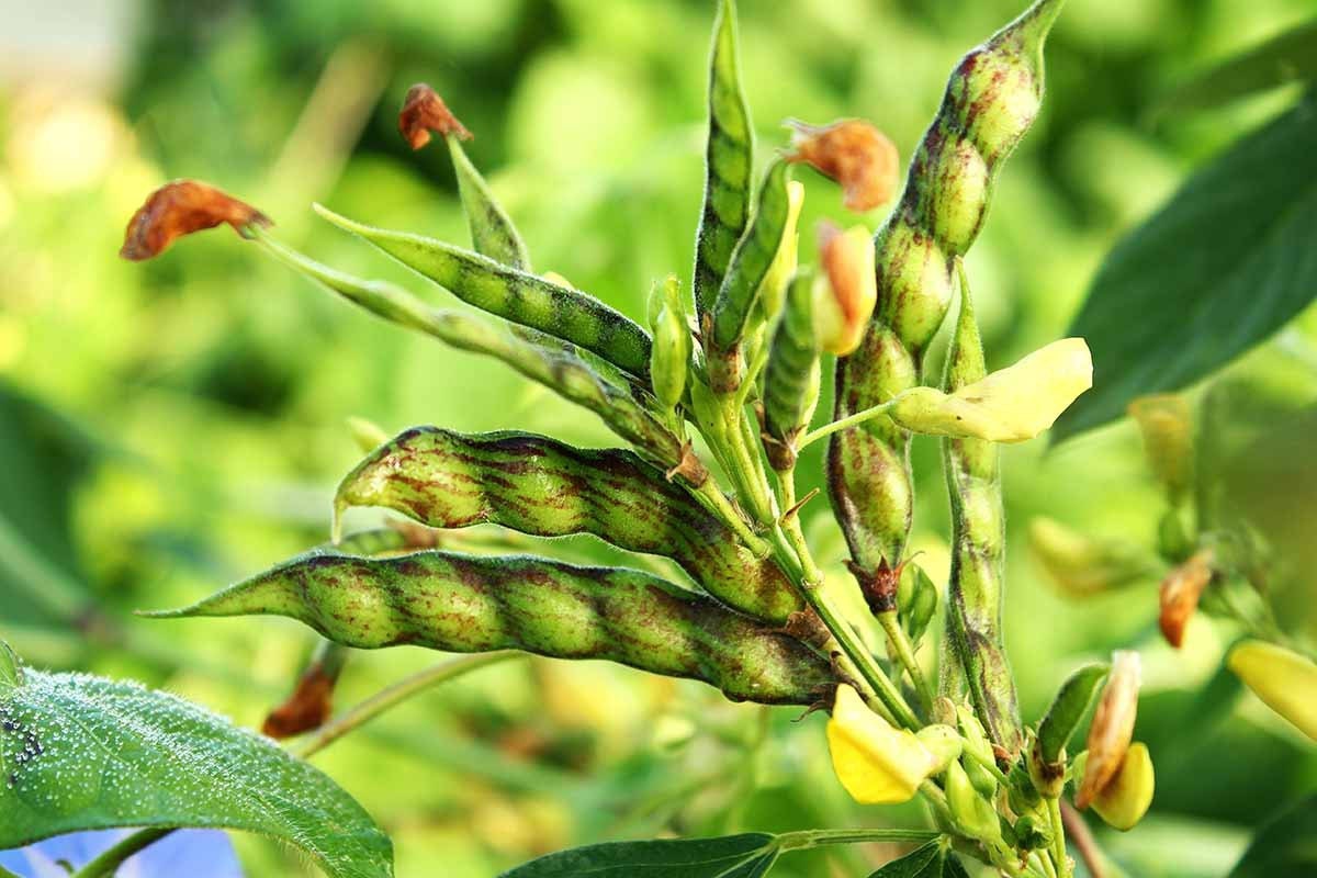 Pigeon peas live plant