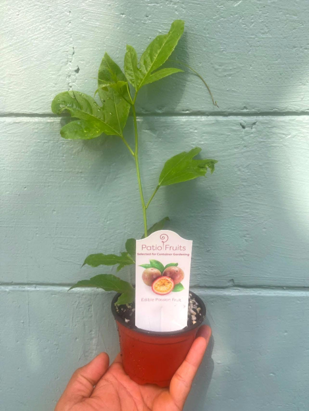Purple Possum Passionfruit Plant | Exotic Edible Fruit Vine