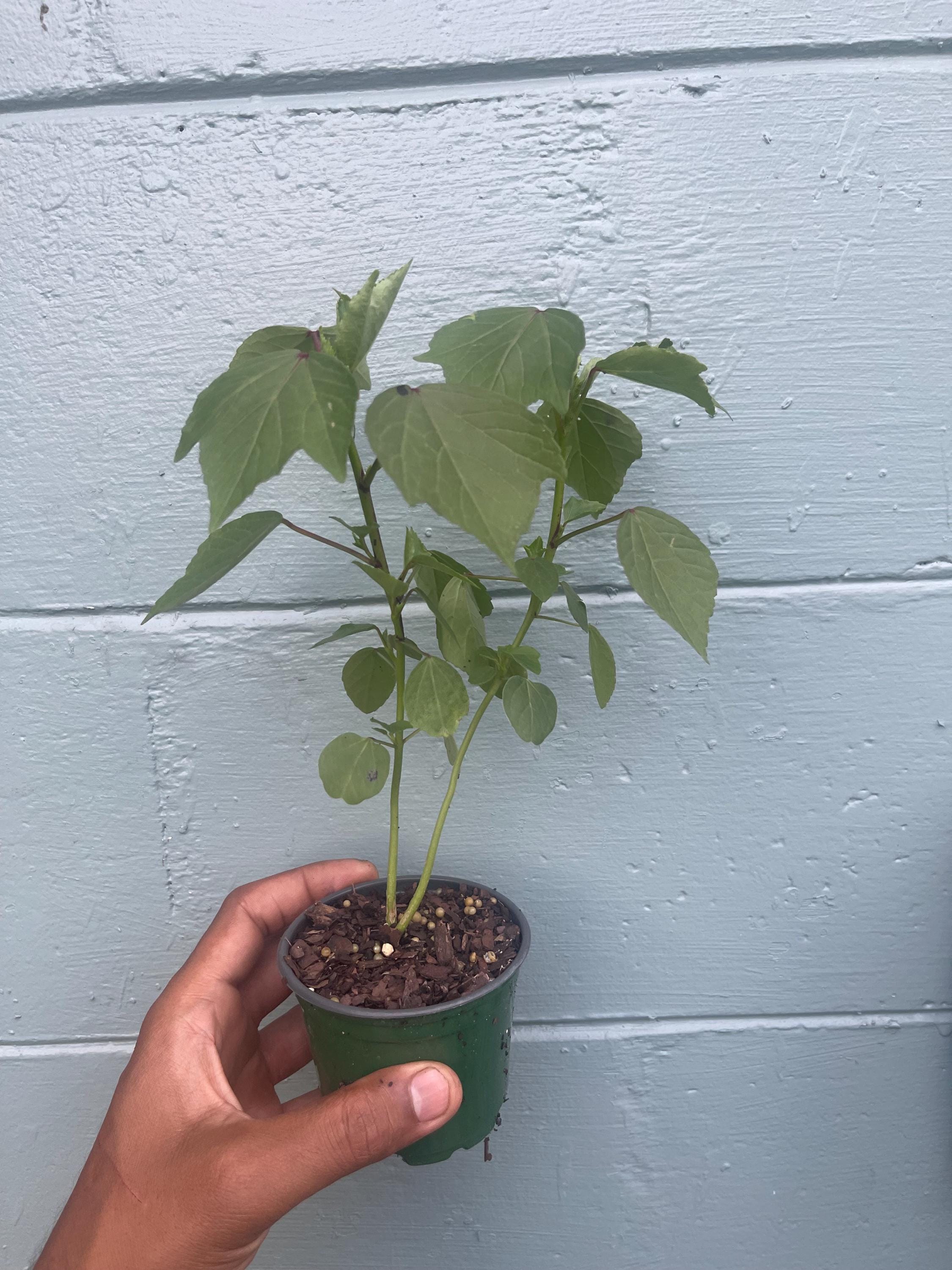 Roselle/sorrel (Hibiscus sabdariffa) plants