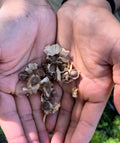 Moringa Oleifera Seeds