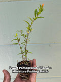 Dwarf Pomegranate ‘Nana’ – Miniature Fruiting Shrub – Live Plant – Ornamental Edible Fruit – Container Friendly