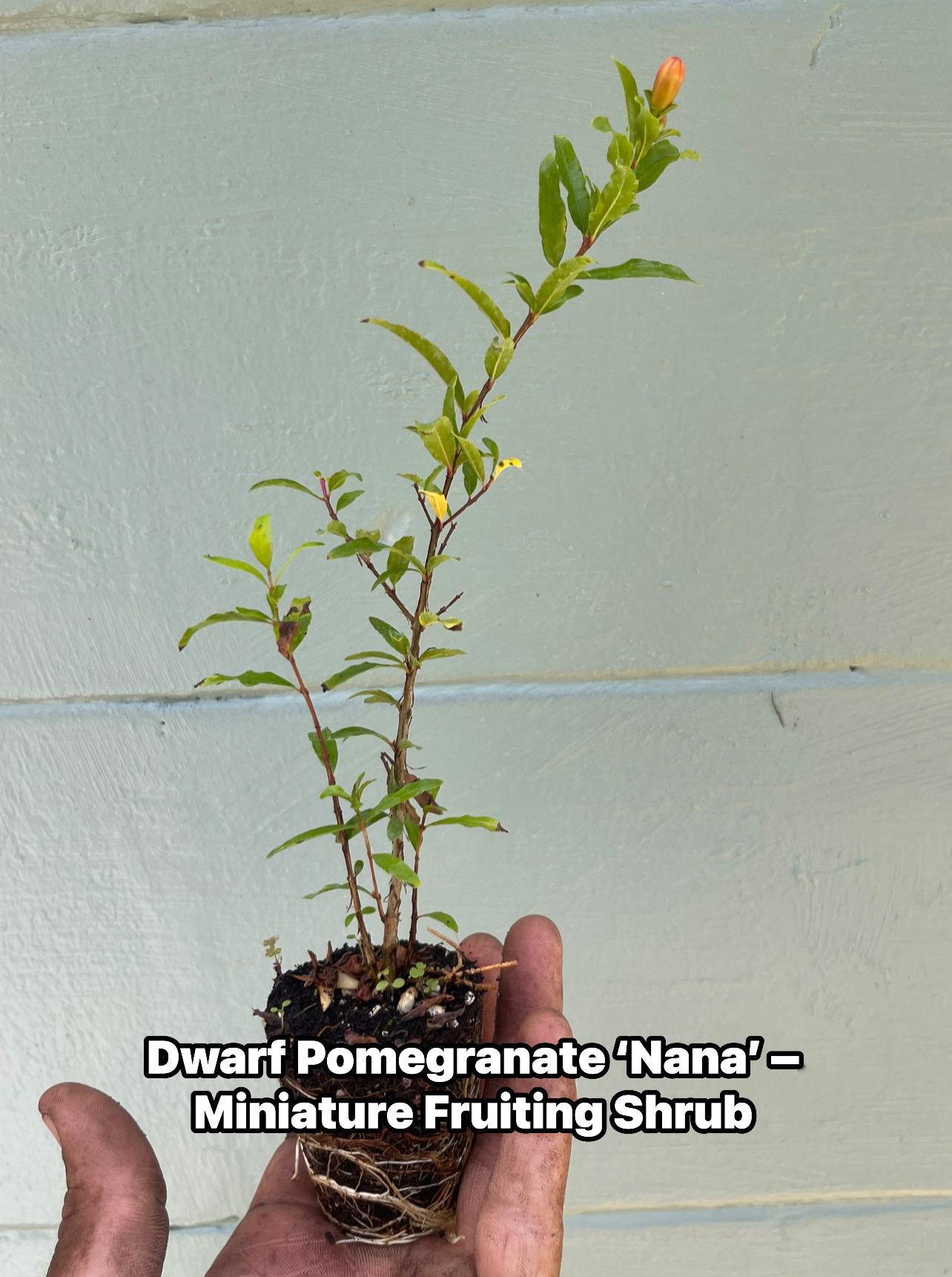 Dwarf Pomegranate ‘Nana’ – Miniature Fruiting Shrub – Live Plant – Ornamental Edible Fruit – Container Friendly