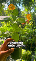 Chapel Hill Yellow Lantana Live Plant – Pollinator Magnet, Heat Tolerant Blooms