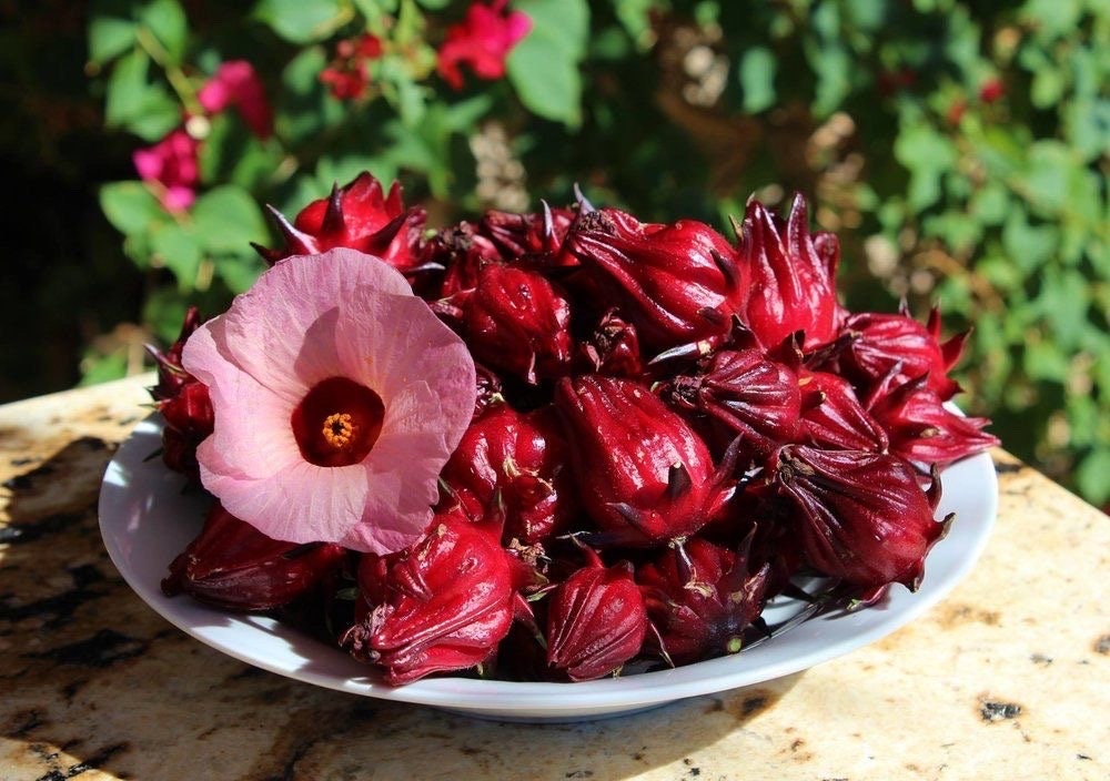 Roselle/sorrel (Hibiscus sabdariffa) plants