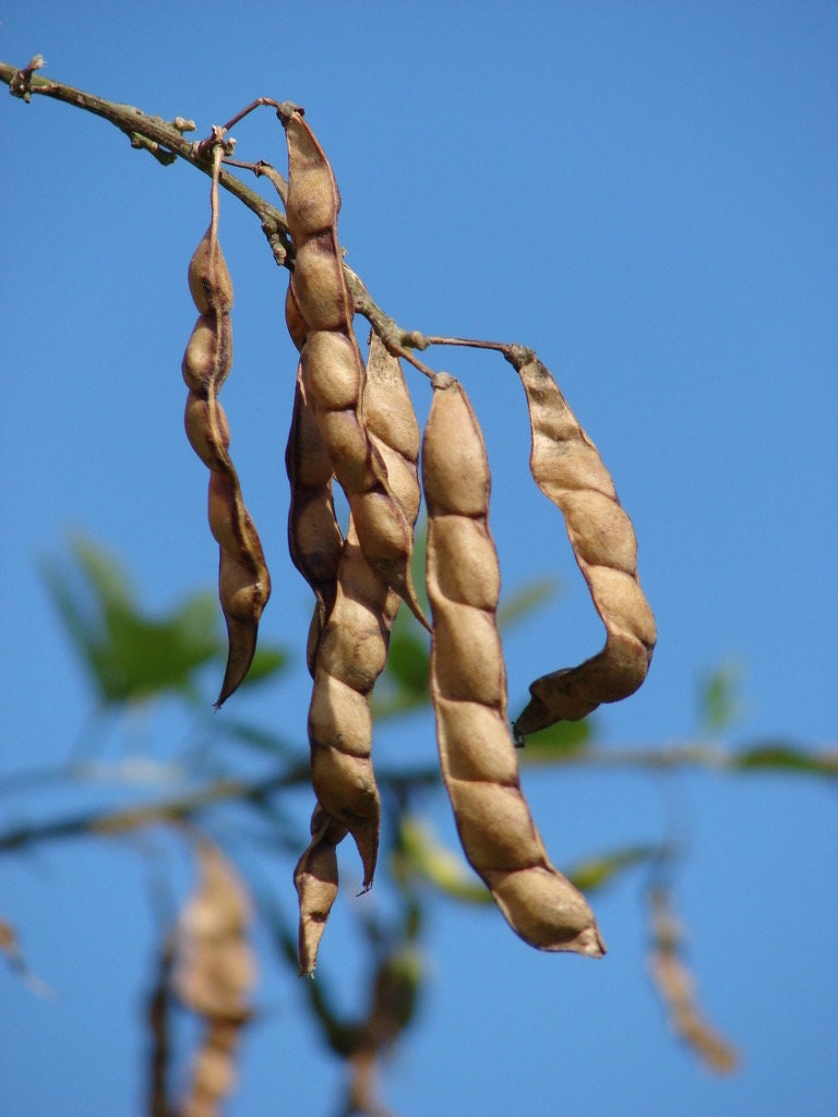 Pigeon peas seeds