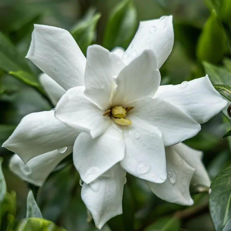 Frostproof Gardenia Plant – Evergreen Flowering Shrub – Fragrant White Blooms