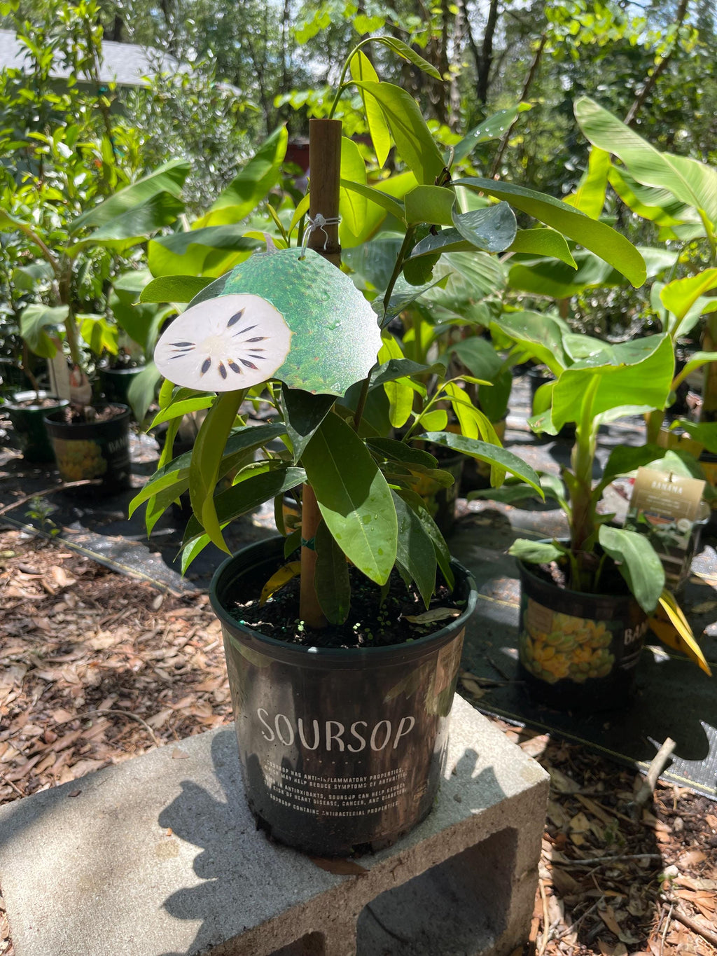 Soursop Live Plant – Annona Muricata Tropical Fruit Tree