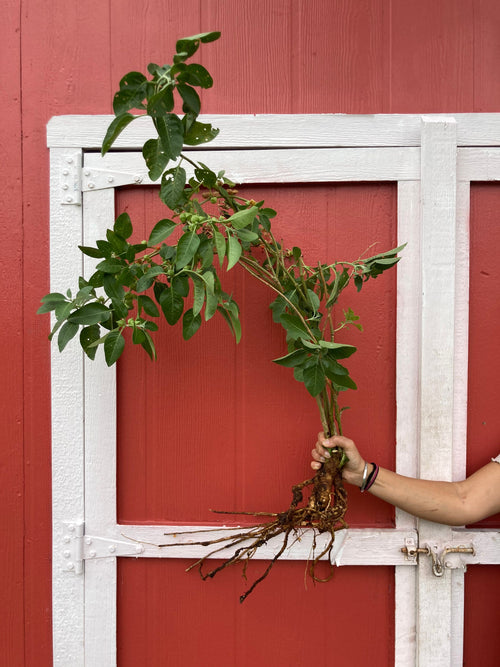 Ashwagandha seeds (Withania somnifera)
