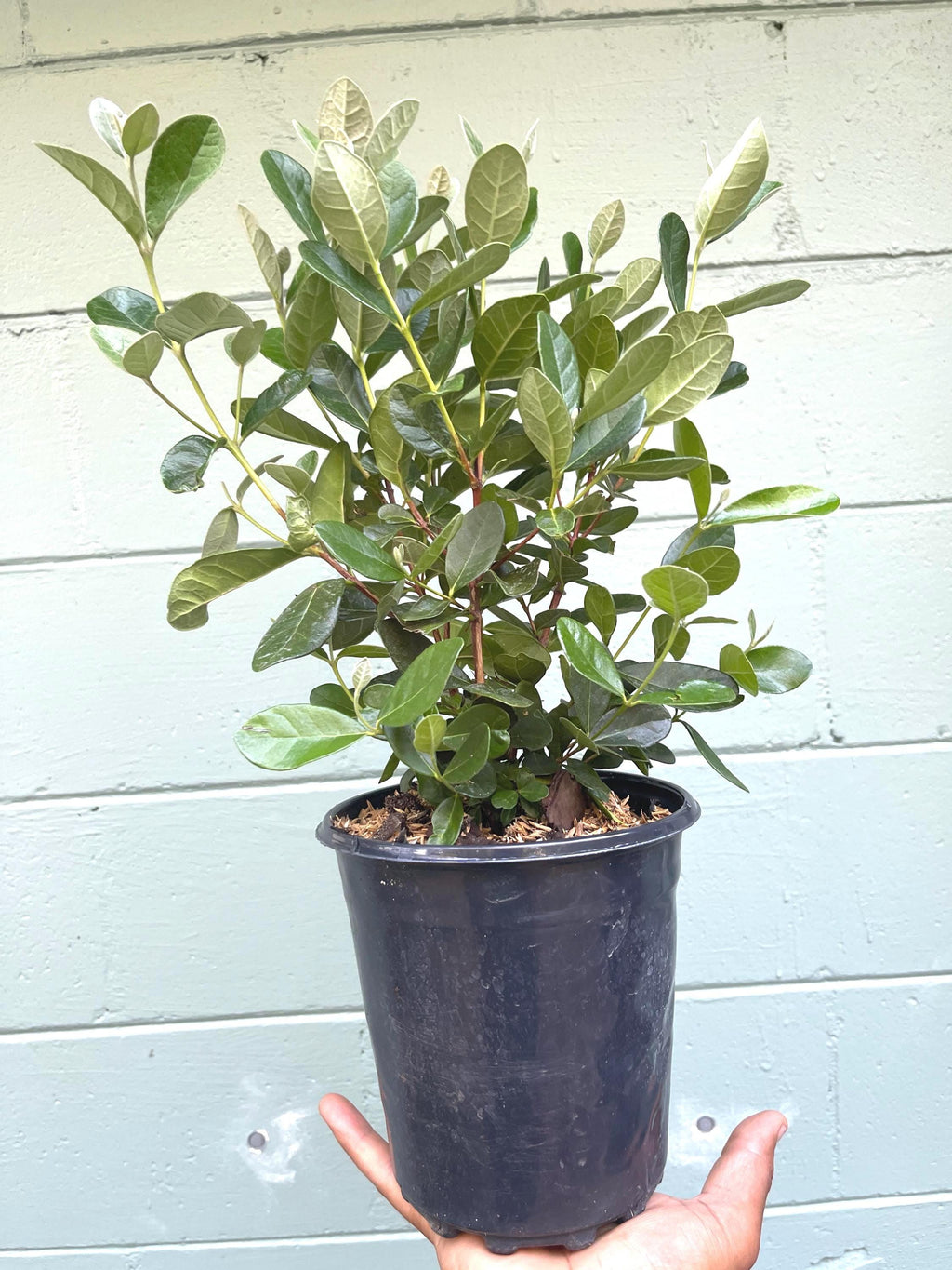 Pineapple Guava Live Plants – Acca Sellowiana Fruit Shrub, Evergreen, Edible & Ornamental Garden Bush