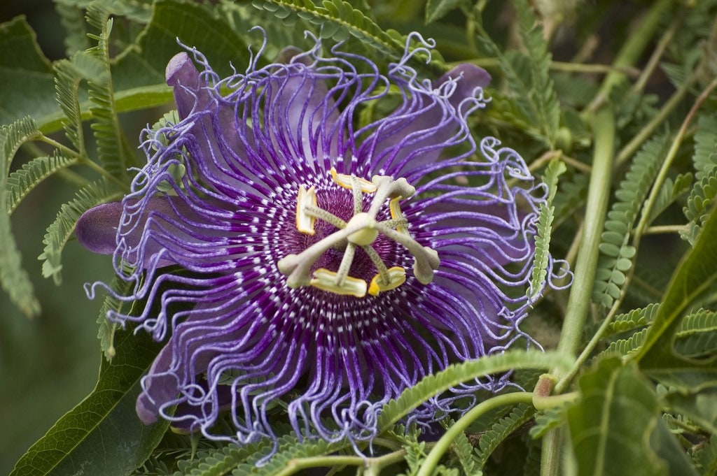 Native passionflower seeds