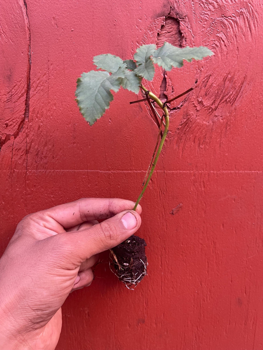 Prime-Ark® Freedom Thornless Blackberry – Live Plant – Primocane Fruiting