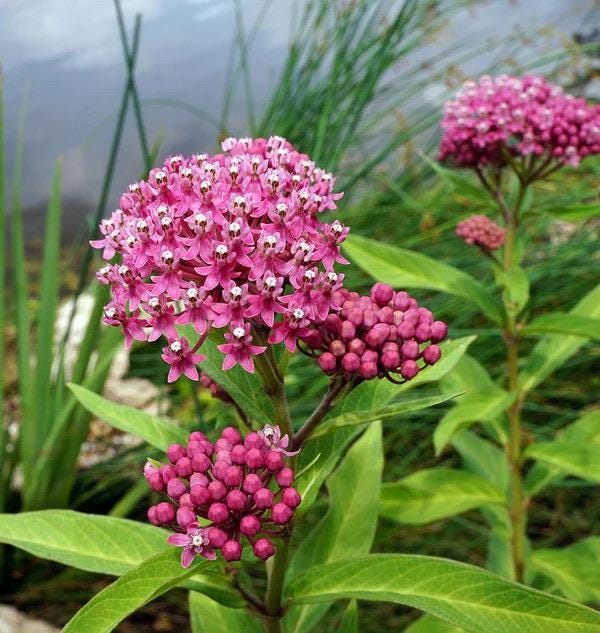 Swamp Milkweed (Asclepias incarnata) – Live Plant