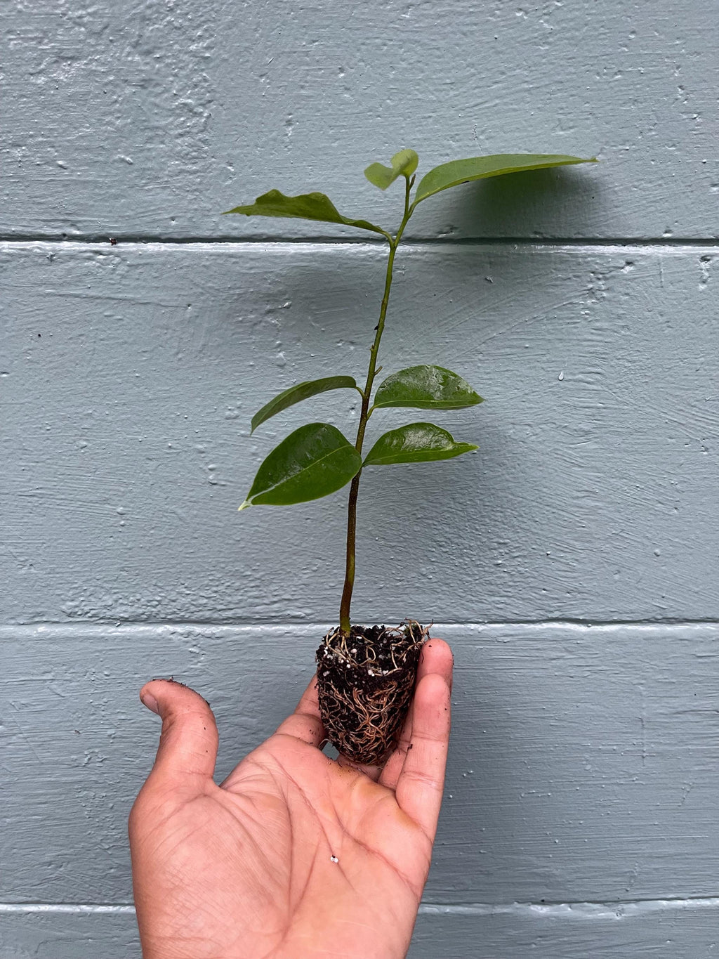 Soursop Live Plant – Annona Muricata Tropical Fruit Tree