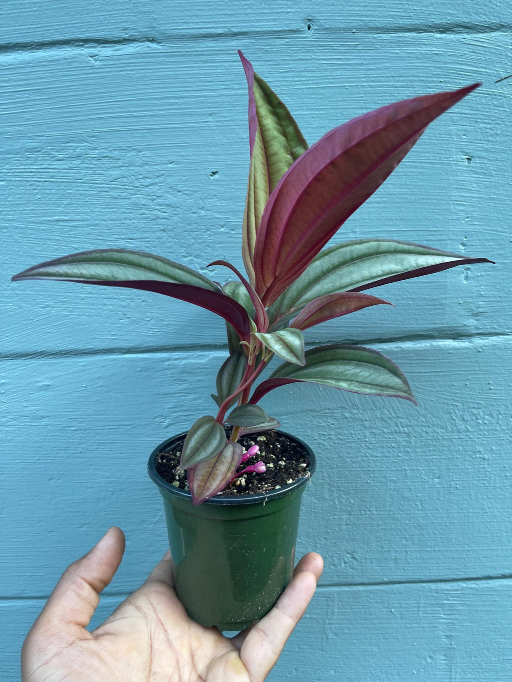 Medinilla ‘Gregori Hambali’ Rare Tropical Plant – Pink Blooms, 4-Inch Pot