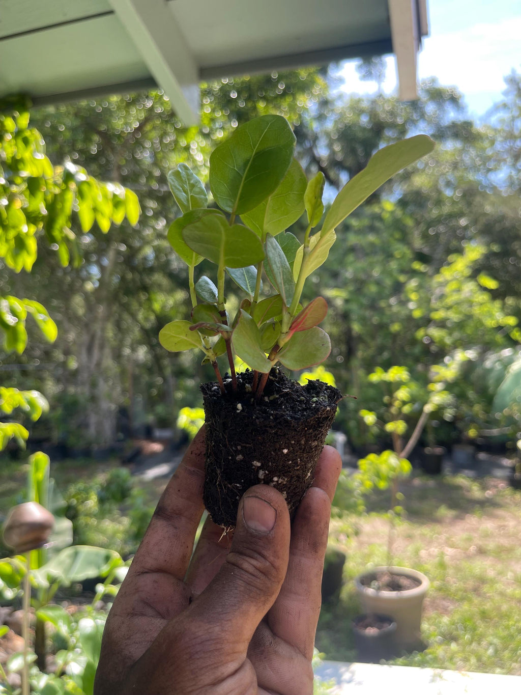 Coccoloba uvifera (Sea Grape) Tropical Coastal Fruit Tree | Edible & Ornamental