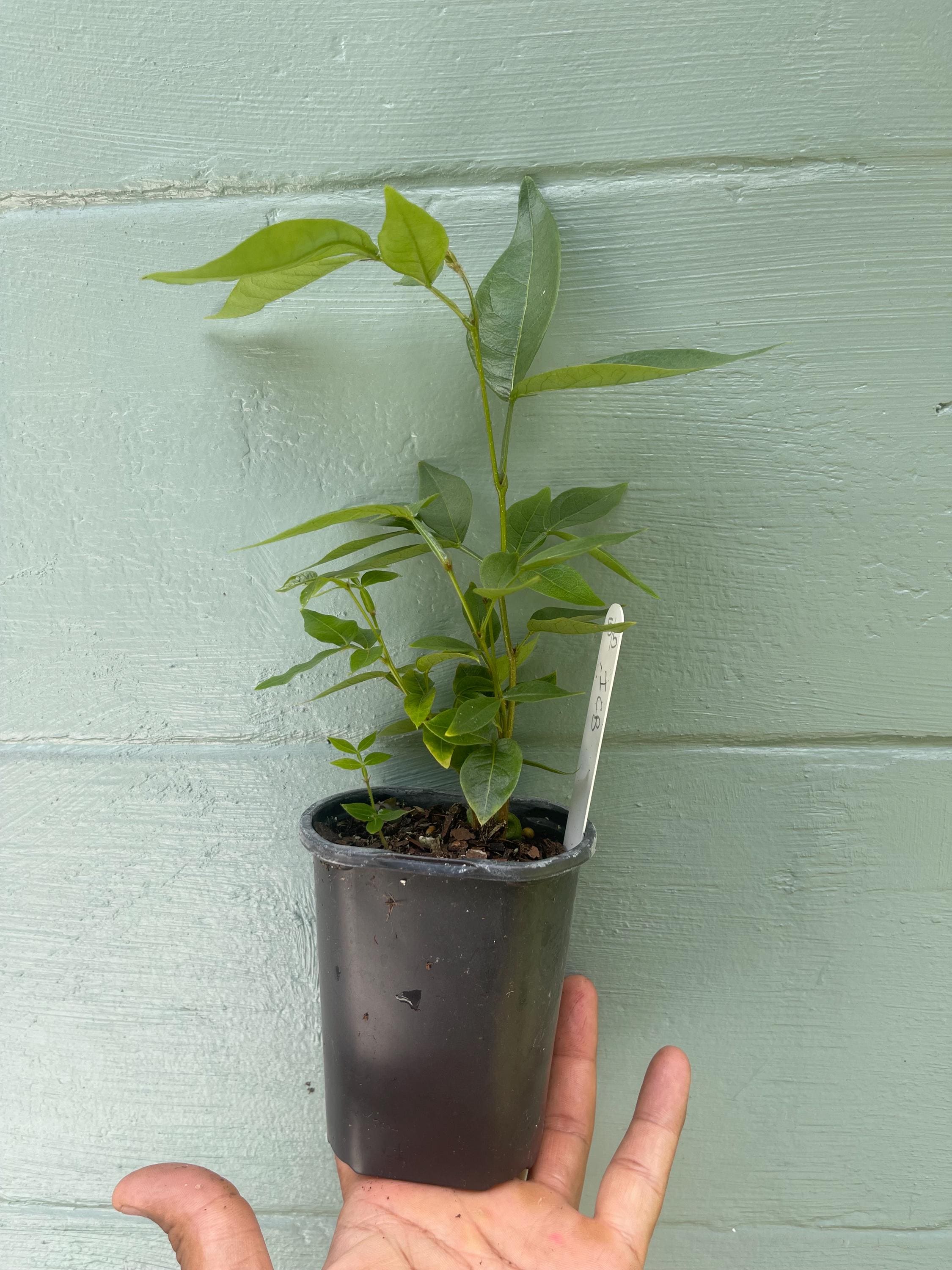 Ice Cream Bean Tree – Fast Growing Tropical Fruit Plant, Vanilla Pods