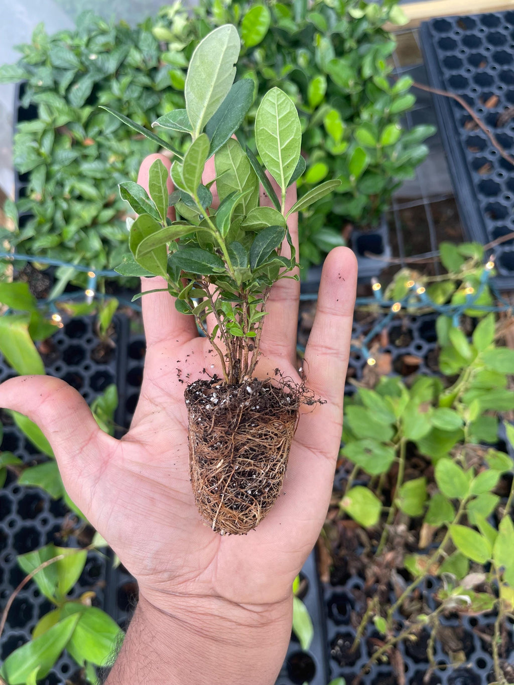 Pineapple Guava Live Plants – Acca Sellowiana Fruit Shrub, Evergreen, Edible & Ornamental Garden Bush
