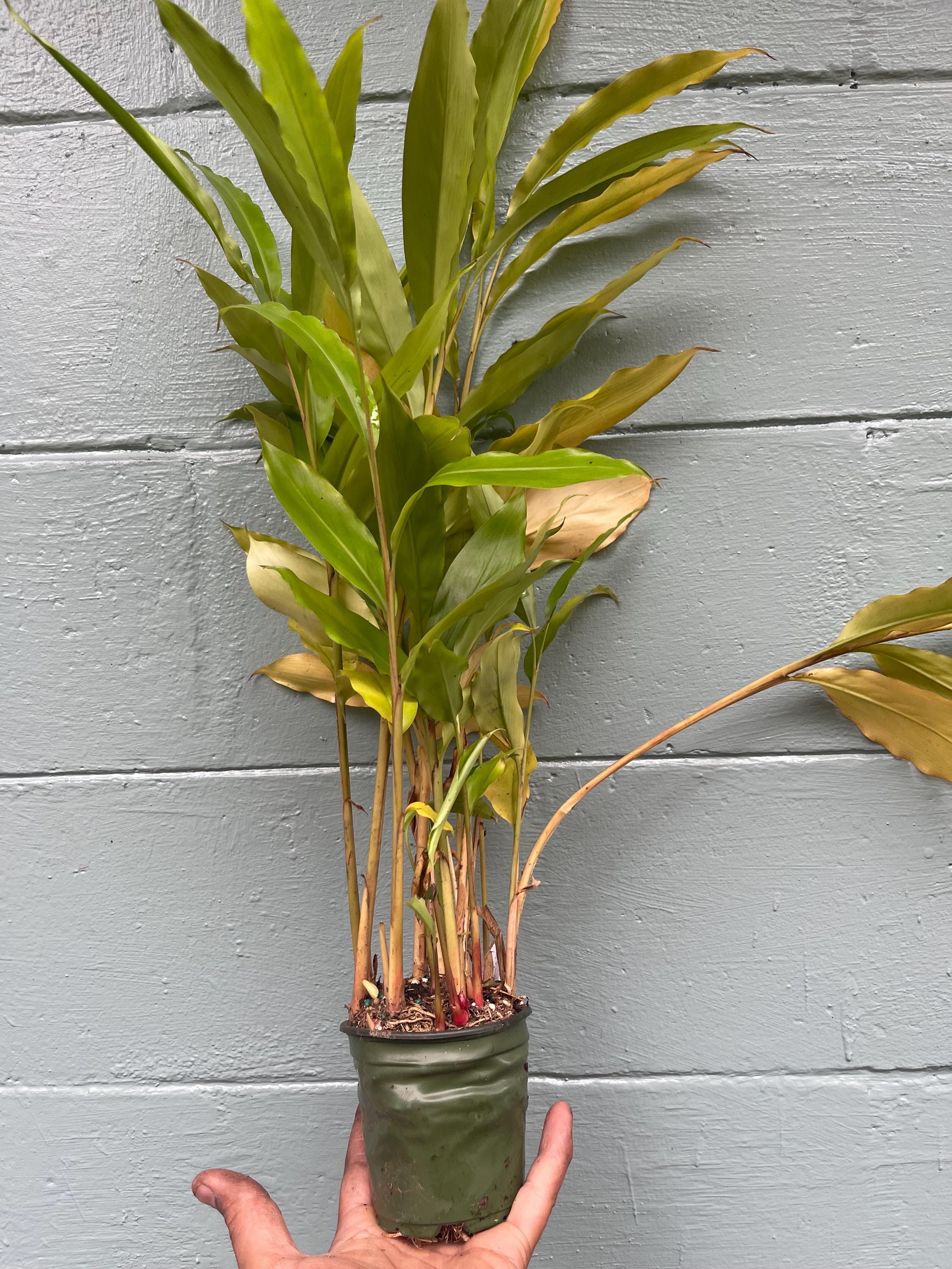 Galangal Plant: Fresh Thai Ginger