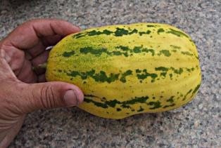 Rare Apple melon seeds