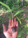 Red Dacca Banana Live Plant - Tropical Garden