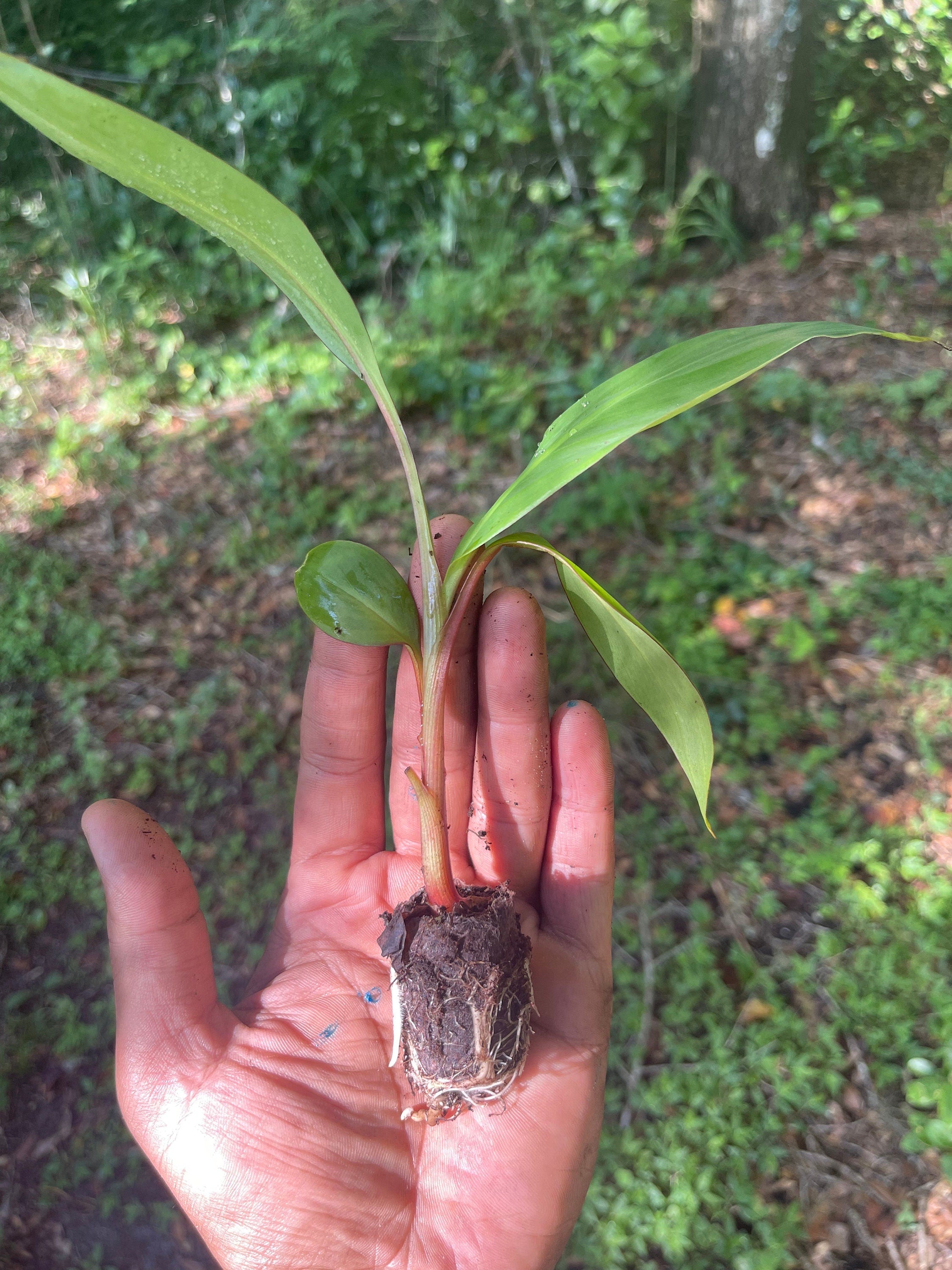 Red Dacca Banana Live Plant - Tropical Garden