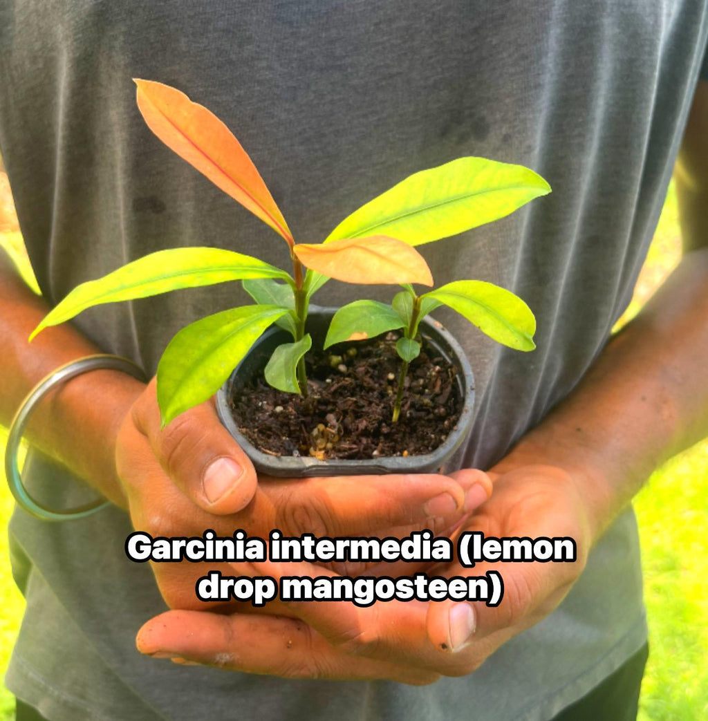 Garcinia Intermedia Live Plant | Lemon Drop Mangosteen Tropical Fruit Tree