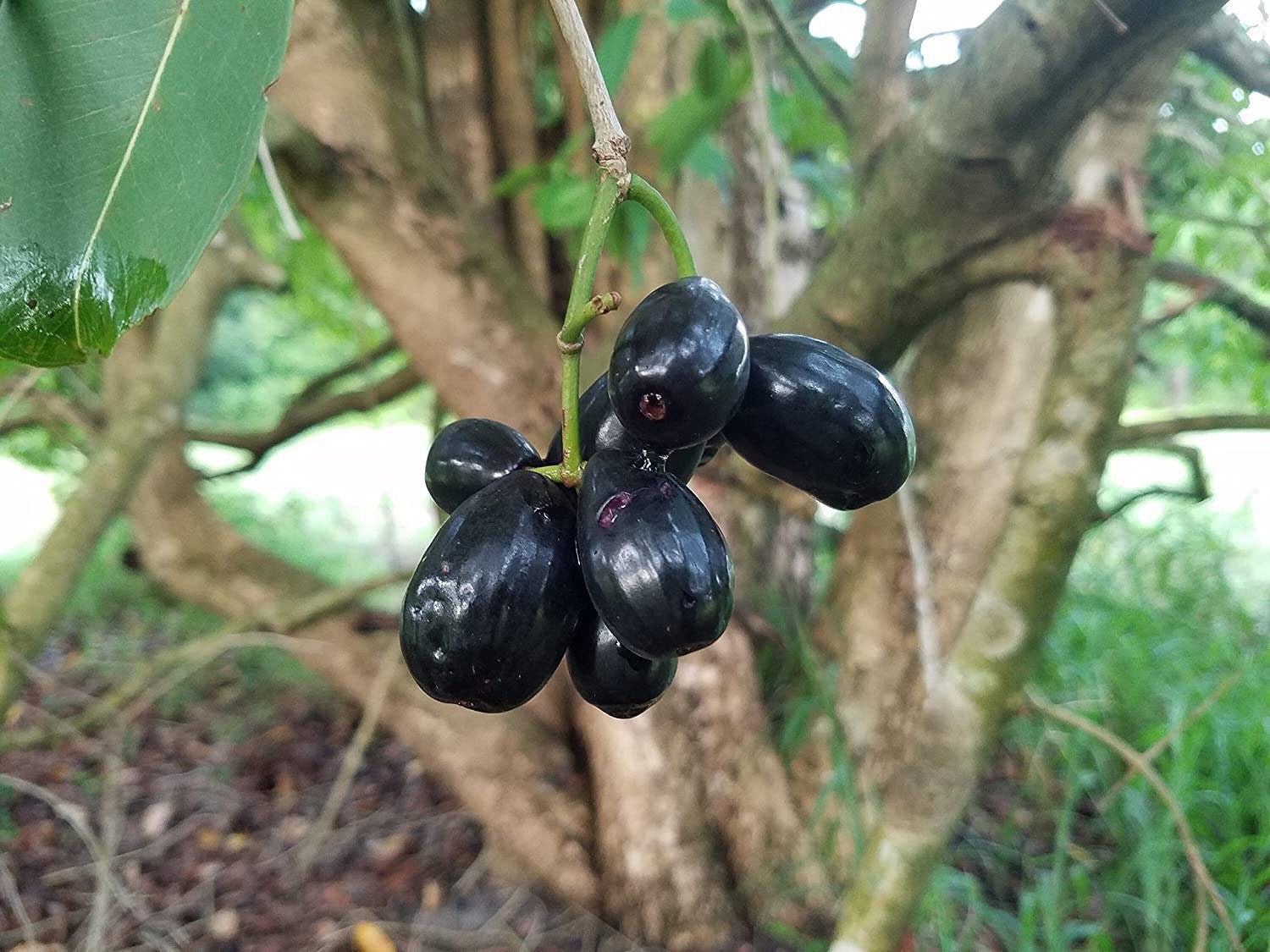 Java plum live plant (Jamun plant)