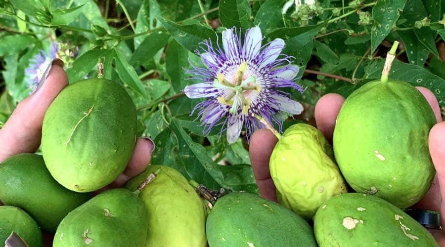 Native passionflower seeds