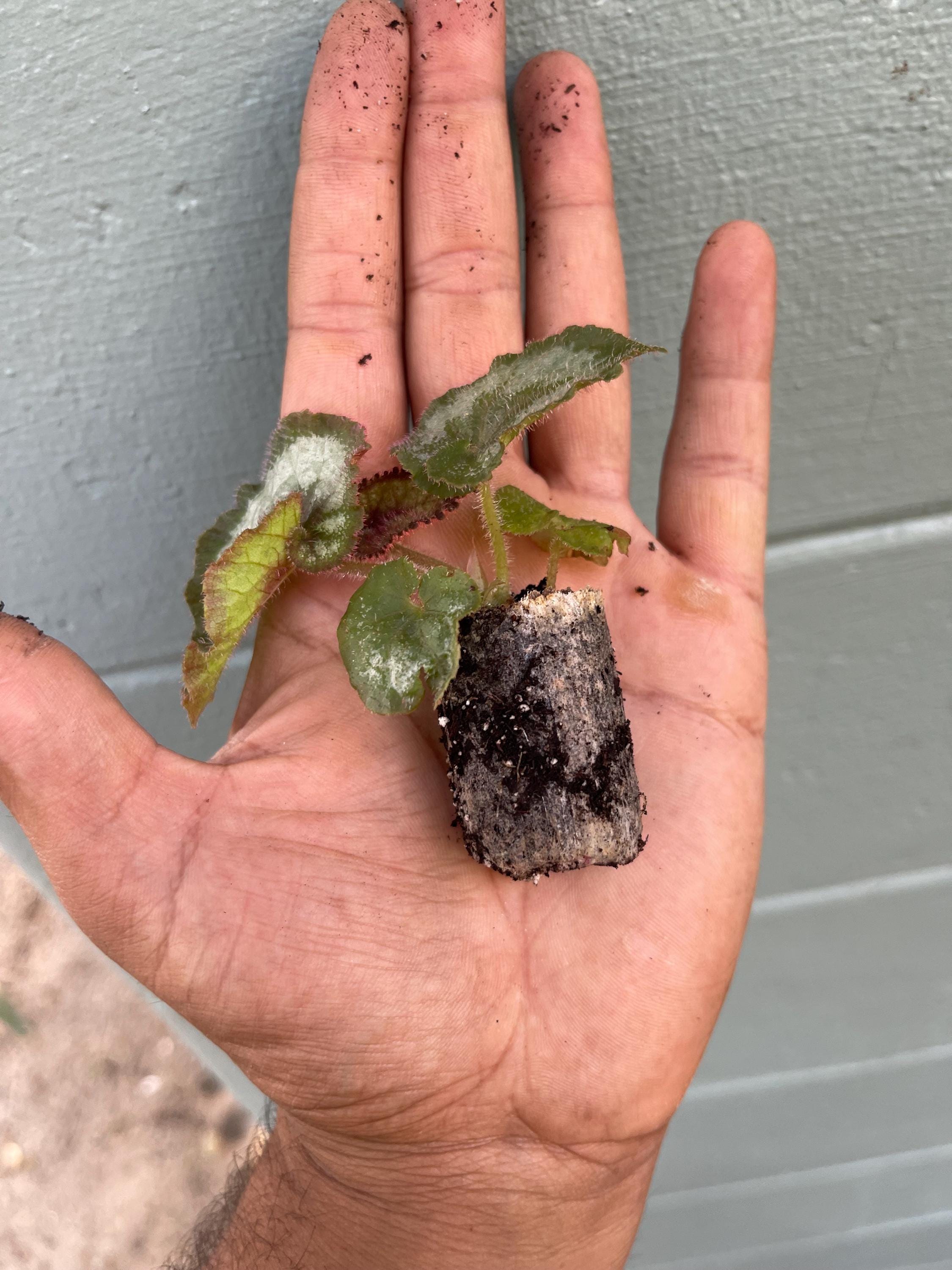 Begonia Rex ‘ESCARGOT’