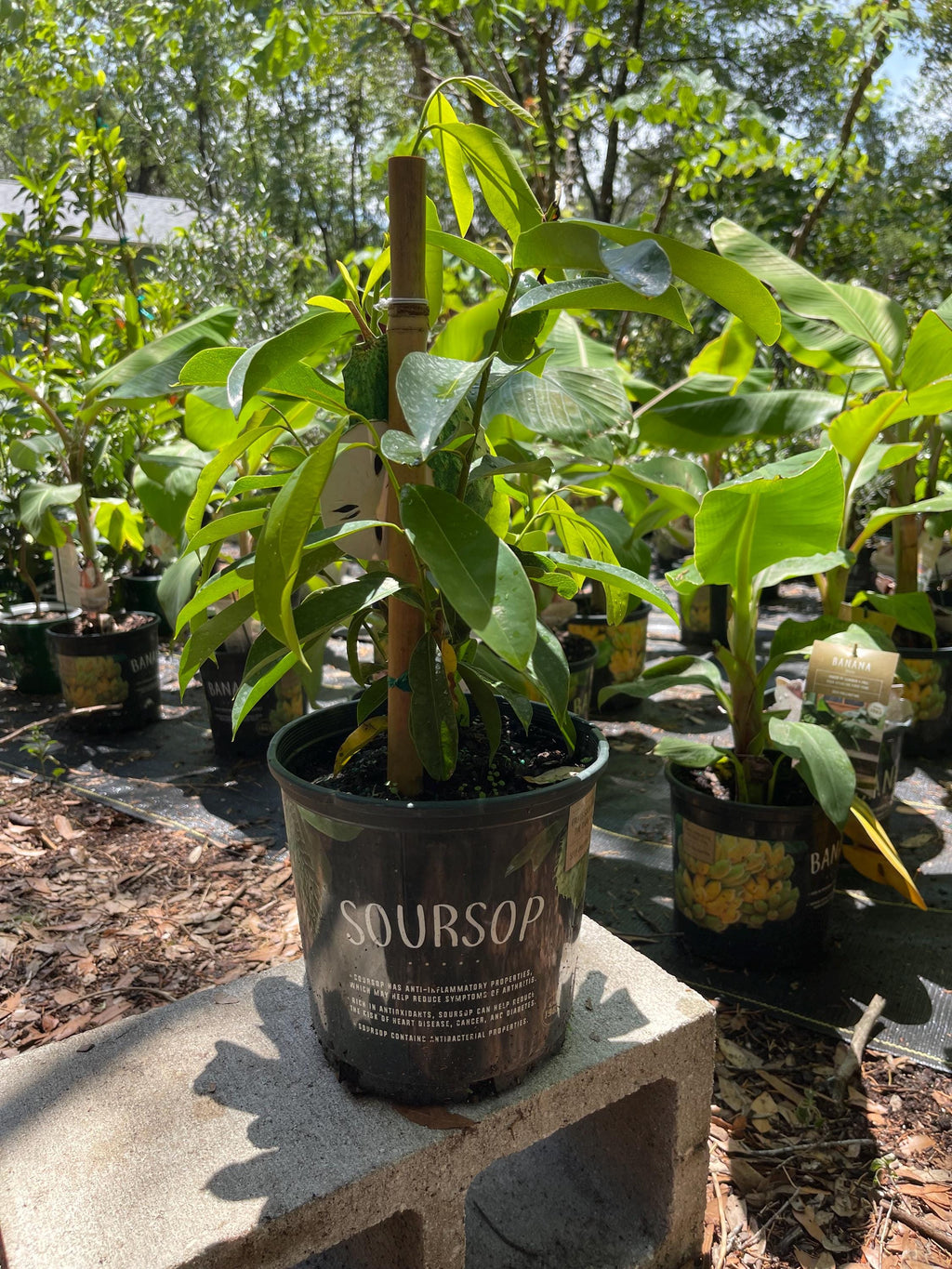 Soursop Live Plant – Annona Muricata Tropical Fruit Tree
