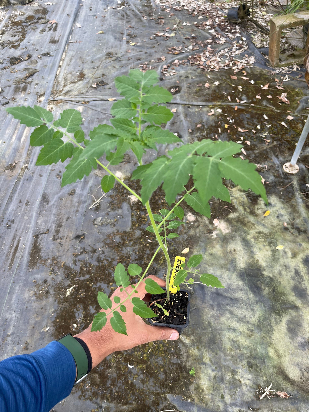 Everglades tomato live plants
