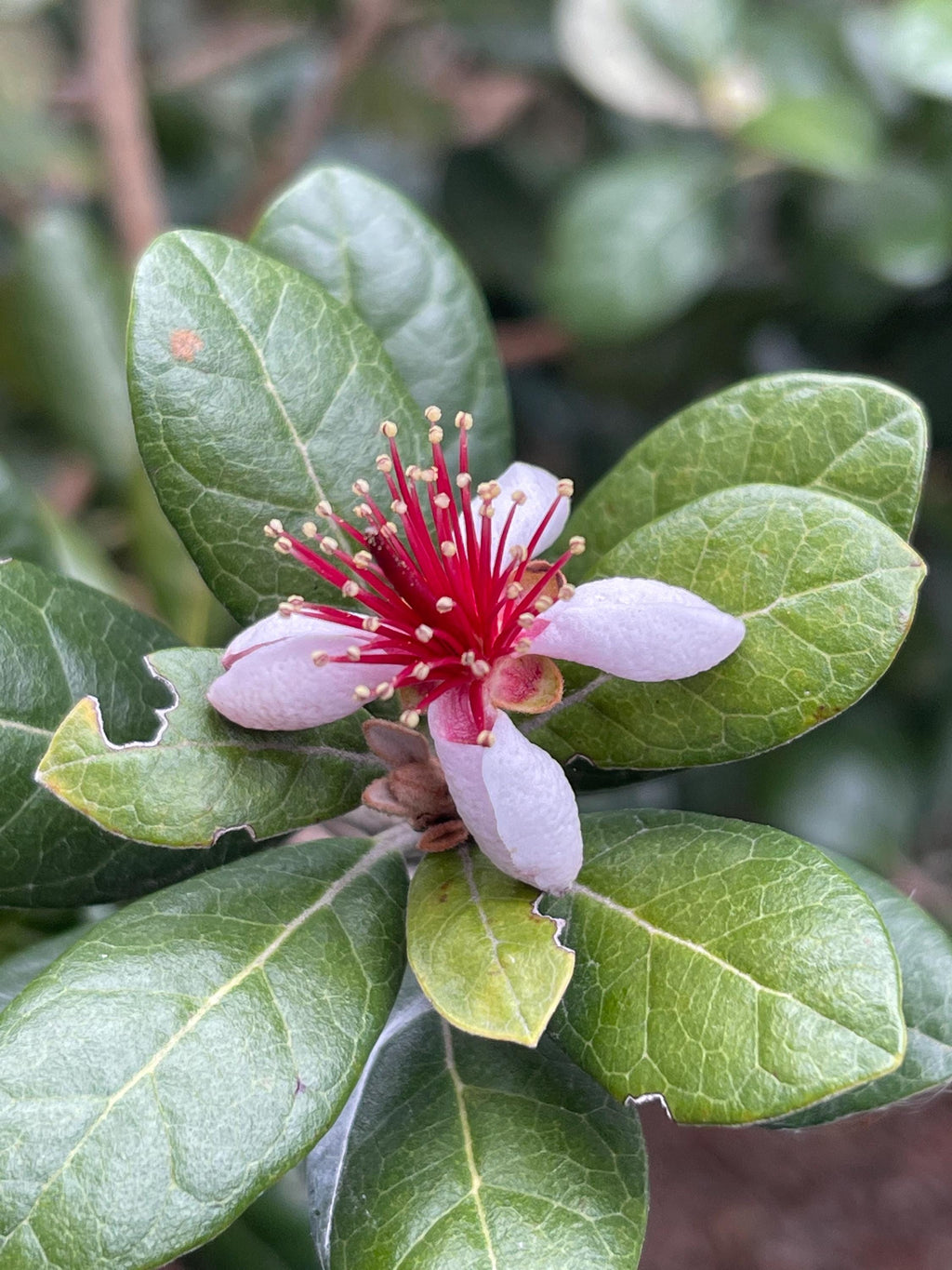 Pineapple Guava Live Plants – Acca Sellowiana Fruit Shrub, Evergreen, Edible & Ornamental Garden Bush
