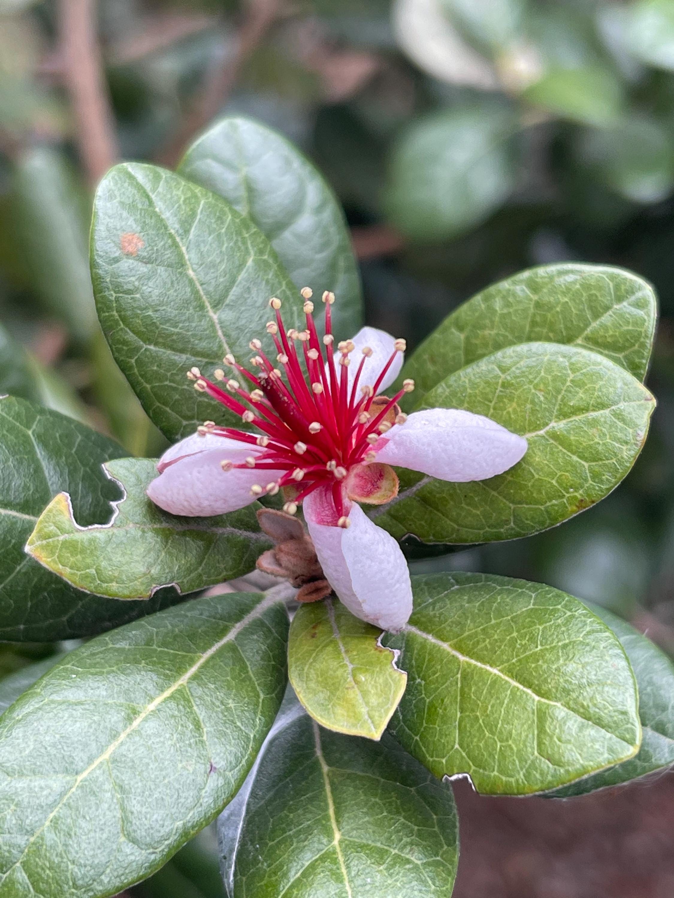 Pineapple Guava Live Plants – Acca Sellowiana Fruit Shrub, Evergreen, Edible & Ornamental Garden Bush