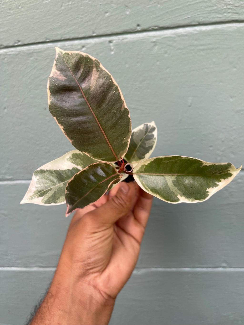 Variegated Rubber Tree 'Tineke': Easy-Care Tropical Houseplant